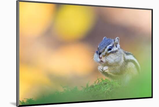 Siberian chipmunk eating, with full cheeks, The Netherlands-Edwin Giesbers-Mounted Photographic Print