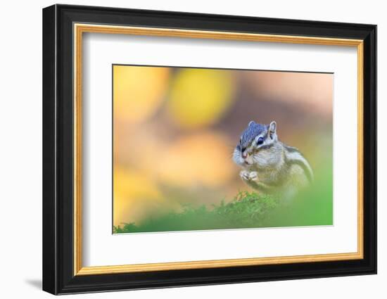 Siberian chipmunk eating, with full cheeks, The Netherlands-Edwin Giesbers-Framed Photographic Print