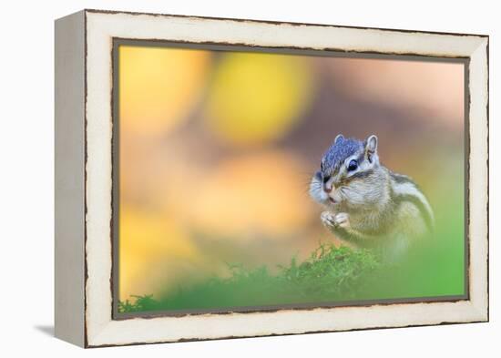 Siberian chipmunk eating, with full cheeks, The Netherlands-Edwin Giesbers-Framed Premier Image Canvas