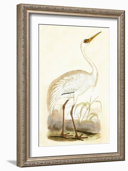 Siberian Crane,  from 'A History of the Birds of Europe Not Observed in the British Isles'-English-Framed Giclee Print