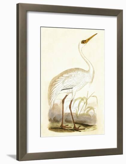 Siberian Crane,  from 'A History of the Birds of Europe Not Observed in the British Isles'-English-Framed Giclee Print