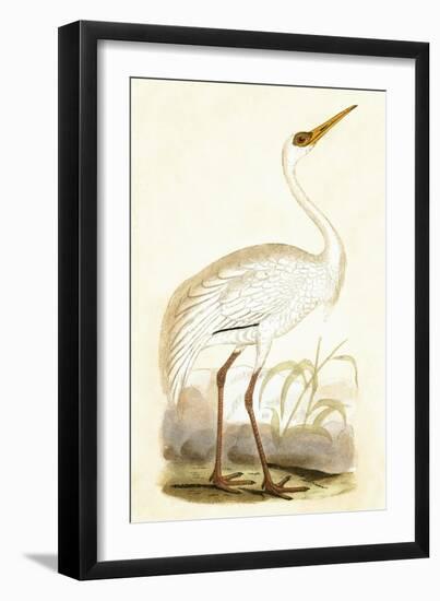 Siberian Crane,  from 'A History of the Birds of Europe Not Observed in the British Isles'-English-Framed Giclee Print