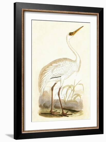 Siberian Crane,  from 'A History of the Birds of Europe Not Observed in the British Isles'-English-Framed Giclee Print