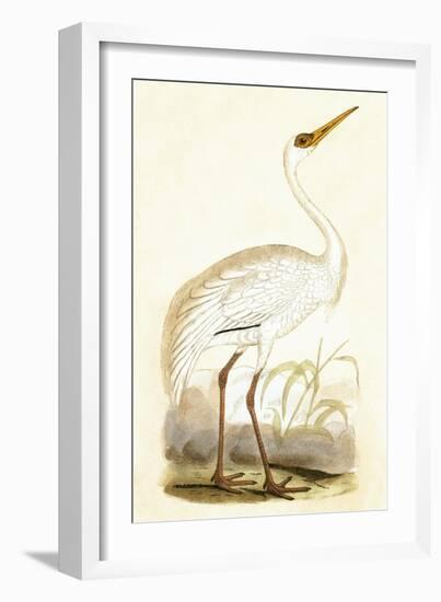 Siberian Crane,  from 'A History of the Birds of Europe Not Observed in the British Isles'-English-Framed Giclee Print