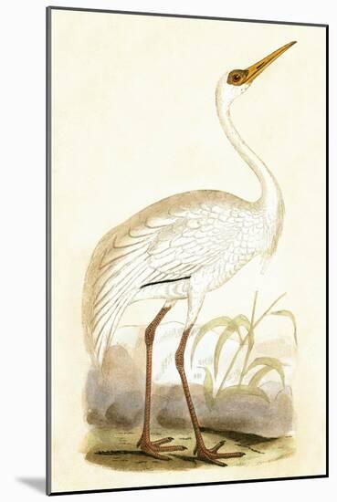 Siberian Crane,  from 'A History of the Birds of Europe Not Observed in the British Isles'-English-Mounted Giclee Print