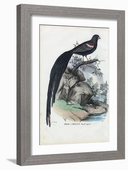 Siberian Finch, 1863-79-Raimundo Petraroja-Framed Giclee Print