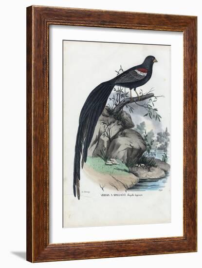 Siberian Finch, 1863-79-Raimundo Petraroja-Framed Giclee Print