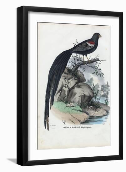 Siberian Finch, 1863-79-Raimundo Petraroja-Framed Giclee Print