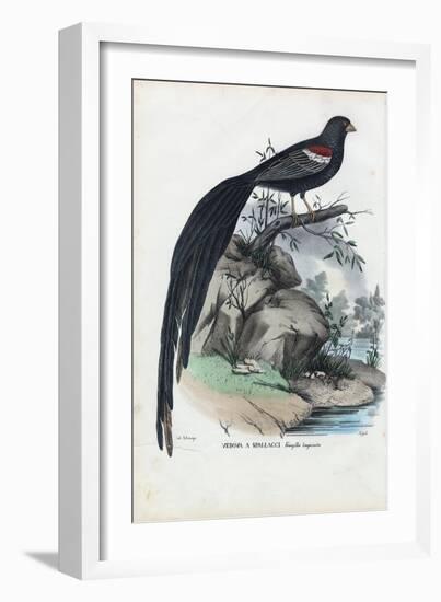 Siberian Finch, 1863-79-Raimundo Petraroja-Framed Giclee Print