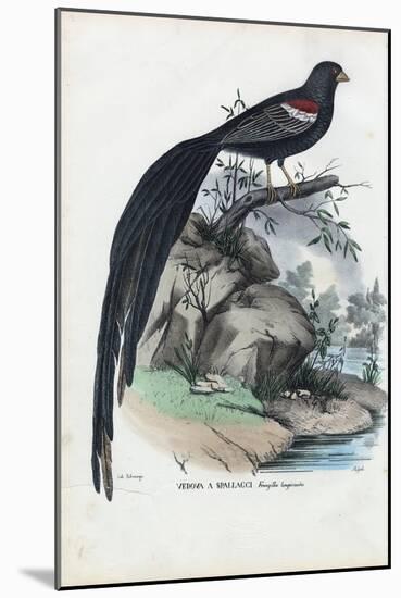 Siberian Finch, 1863-79-Raimundo Petraroja-Mounted Giclee Print
