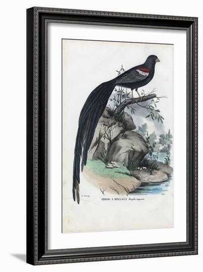 Siberian Finch, 1863-79-Raimundo Petraroja-Framed Giclee Print