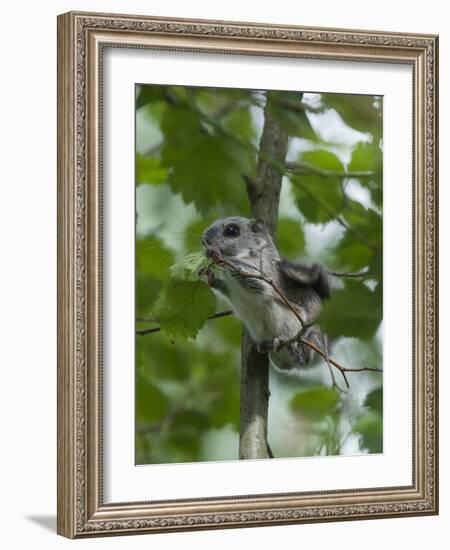 Siberian Flying Squirrel (Pteromys Volans) Baby Feeding On Leaves, Central Finland, June-Jussi Murtosaari-Framed Photographic Print