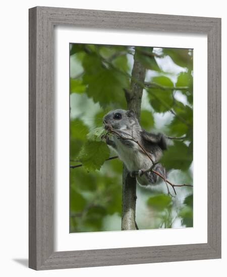 Siberian Flying Squirrel (Pteromys Volans) Baby Feeding On Leaves, Central Finland, June-Jussi Murtosaari-Framed Photographic Print