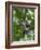 Siberian Flying Squirrel (Pteromys Volans) Baby Feeding On Leaves, Central Finland, June-Jussi Murtosaari-Framed Photographic Print