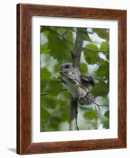 Siberian Flying Squirrel (Pteromys Volans) Baby Feeding On Leaves, Central Finland, June-Jussi Murtosaari-Framed Photographic Print