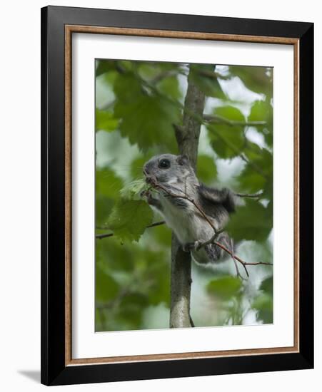 Siberian Flying Squirrel (Pteromys Volans) Baby Feeding On Leaves, Central Finland, June-Jussi Murtosaari-Framed Photographic Print