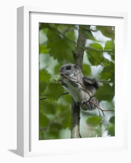 Siberian Flying Squirrel (Pteromys Volans) Baby Feeding On Leaves, Central Finland, June-Jussi Murtosaari-Framed Photographic Print