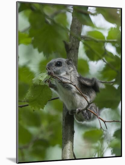 Siberian Flying Squirrel (Pteromys Volans) Baby Feeding On Leaves, Central Finland, June-Jussi Murtosaari-Mounted Photographic Print