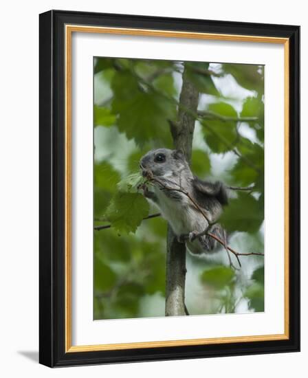 Siberian Flying Squirrel (Pteromys Volans) Baby Feeding On Leaves, Central Finland, June-Jussi Murtosaari-Framed Photographic Print