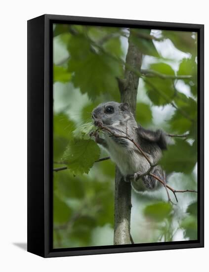 Siberian Flying Squirrel (Pteromys Volans) Baby Feeding On Leaves, Central Finland, June-Jussi Murtosaari-Framed Premier Image Canvas