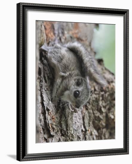 Siberian Flying Squirrel (Pteromys Volans) Juvenile, Central Finland, June-Jussi Murtosaari-Framed Photographic Print