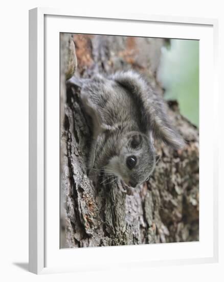 Siberian Flying Squirrel (Pteromys Volans) Juvenile, Central Finland, June-Jussi Murtosaari-Framed Photographic Print