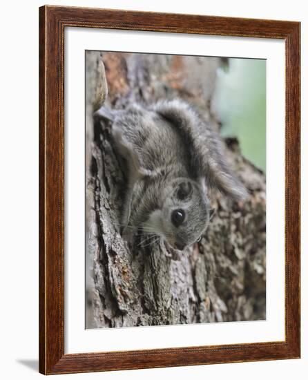 Siberian Flying Squirrel (Pteromys Volans) Juvenile, Central Finland, June-Jussi Murtosaari-Framed Photographic Print