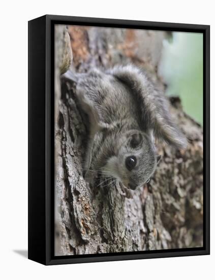 Siberian Flying Squirrel (Pteromys Volans) Juvenile, Central Finland, June-Jussi Murtosaari-Framed Premier Image Canvas