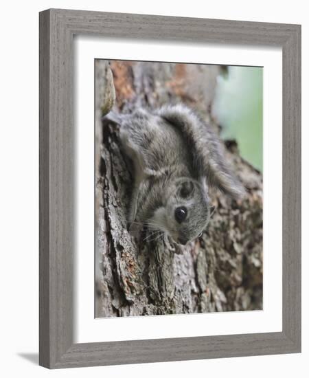 Siberian Flying Squirrel (Pteromys Volans) Juvenile, Central Finland, June-Jussi Murtosaari-Framed Photographic Print