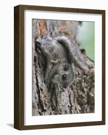 Siberian Flying Squirrel (Pteromys Volans) Juvenile, Central Finland, June-Jussi Murtosaari-Framed Photographic Print