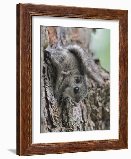 Siberian Flying Squirrel (Pteromys Volans) Juvenile, Central Finland, June-Jussi Murtosaari-Framed Photographic Print