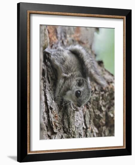 Siberian Flying Squirrel (Pteromys Volans) Juvenile, Central Finland, June-Jussi Murtosaari-Framed Photographic Print