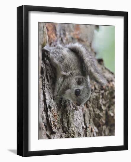 Siberian Flying Squirrel (Pteromys Volans) Juvenile, Central Finland, June-Jussi Murtosaari-Framed Photographic Print