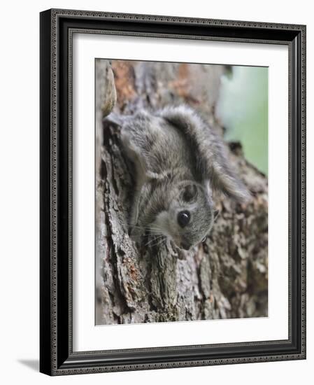 Siberian Flying Squirrel (Pteromys Volans) Juvenile, Central Finland, June-Jussi Murtosaari-Framed Photographic Print