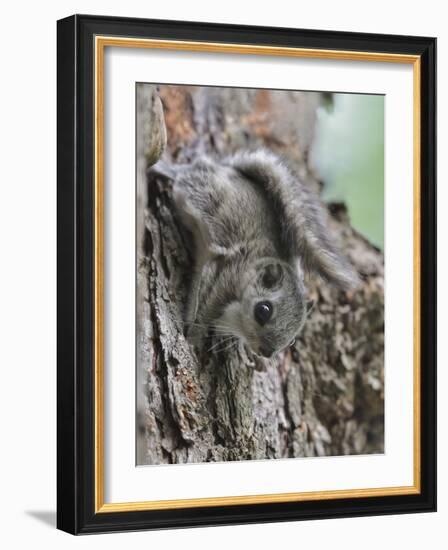 Siberian Flying Squirrel (Pteromys Volans) Juvenile, Central Finland, June-Jussi Murtosaari-Framed Photographic Print