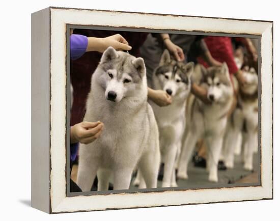 Siberian Huskies Line up During Conformation Judging-null-Framed Premier Image Canvas