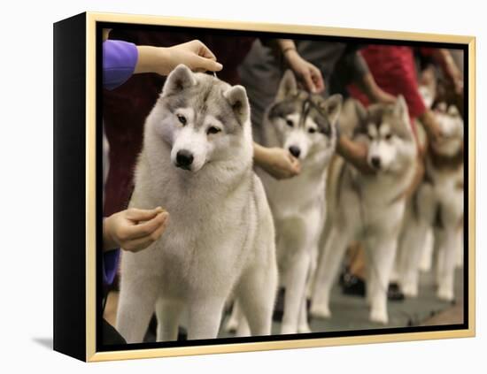 Siberian Huskies Line up During Conformation Judging-null-Framed Premier Image Canvas