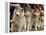 Siberian Huskies Line up During Conformation Judging-null-Framed Premier Image Canvas