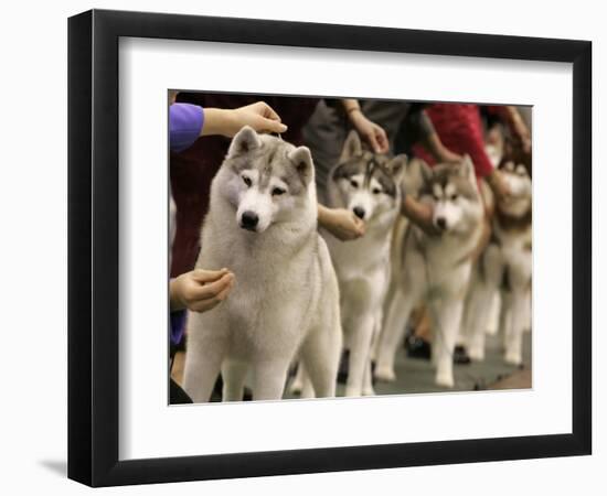 Siberian Huskies Line up During Conformation Judging-null-Framed Photographic Print