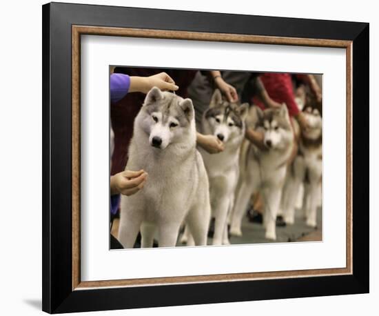 Siberian Huskies Line up During Conformation Judging-null-Framed Photographic Print