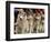 Siberian Huskies Line up During Conformation Judging-null-Framed Photographic Print