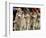 Siberian Huskies Line up During Conformation Judging-null-Framed Photographic Print