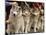 Siberian Huskies Line up During Conformation Judging-null-Mounted Photographic Print