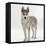 Siberian Husky Bitch, 9 Weeks Old, Standing Portrait-Jane Burton-Framed Premier Image Canvas