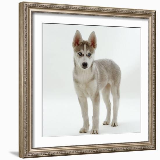 Siberian Husky Bitch, 9 Weeks Old, Standing Portrait-Jane Burton-Framed Photographic Print