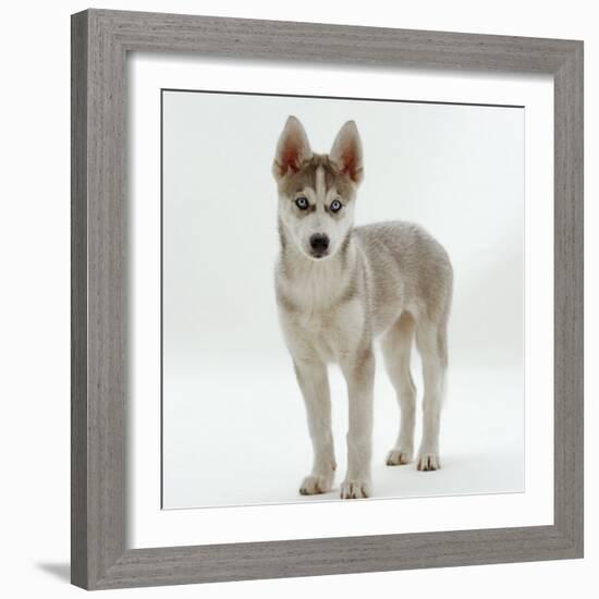 Siberian Husky Bitch, 9 Weeks Old, Standing Portrait-Jane Burton-Framed Photographic Print