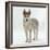 Siberian Husky Bitch, 9 Weeks Old, Standing Portrait-Jane Burton-Framed Photographic Print