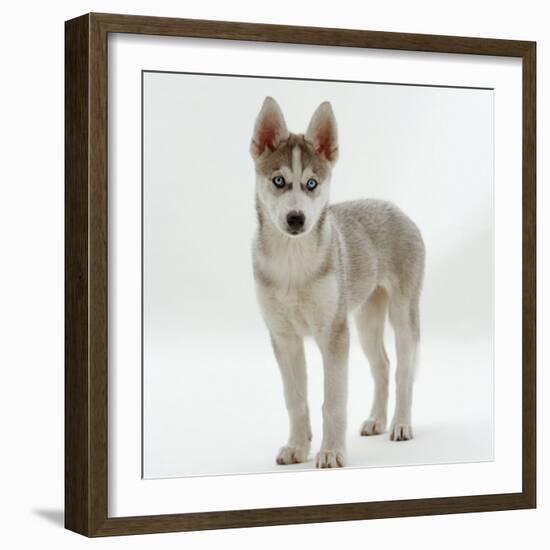 Siberian Husky Bitch, 9 Weeks Old, Standing Portrait-Jane Burton-Framed Photographic Print