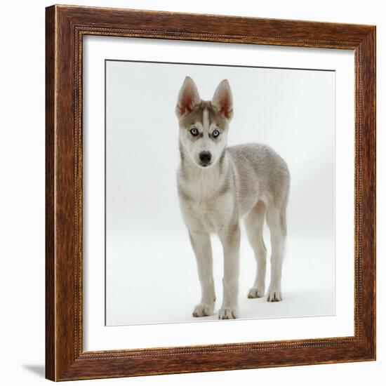 Siberian Husky Bitch, 9 Weeks Old, Standing Portrait-Jane Burton-Framed Photographic Print