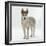 Siberian Husky Bitch, 9 Weeks Old, Standing Portrait-Jane Burton-Framed Photographic Print